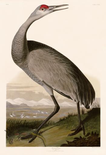 261 Hooping Crane